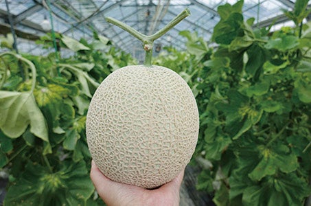 上野発 さくらんぼ狩り食べ放題とメロン1玉・さくらんぼ1パックお持ち帰り 初夏を彩る群馬の旅 日帰り 「さくらんぼバスツアー総選挙2026」のエントリーコース♪1